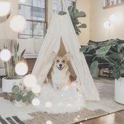 Cover of Understated Background Music for Doggy Paradise