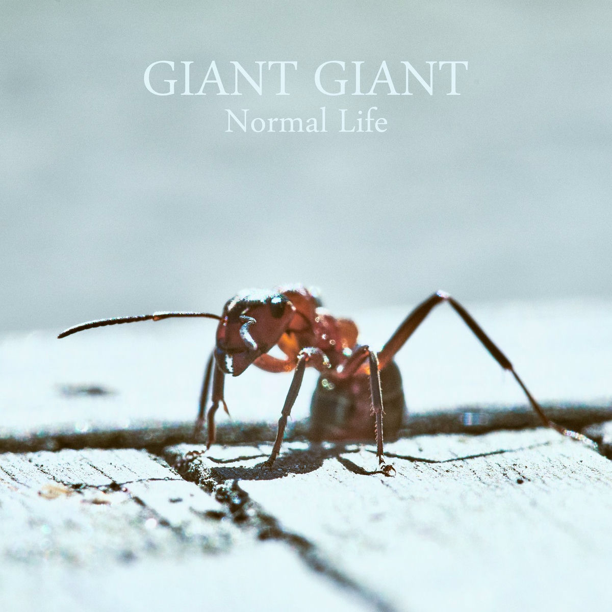 Album cover of Normal Life