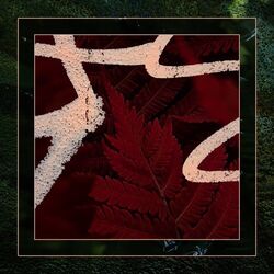 Cover of Enamor Me