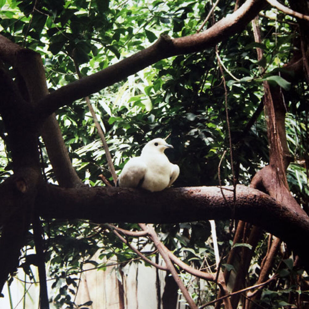 Picture of On Trees and Birds and Fire