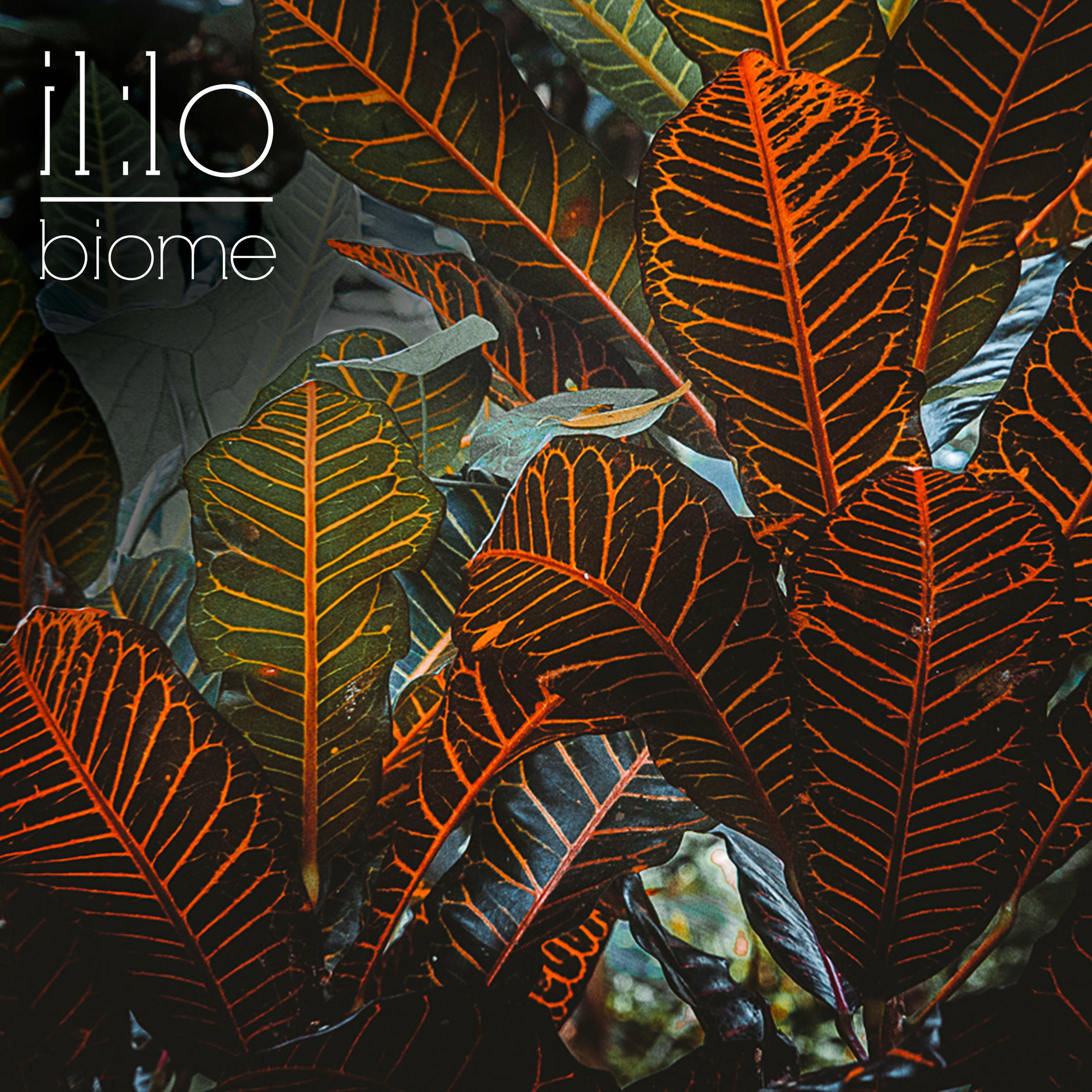 Album cover of Biome