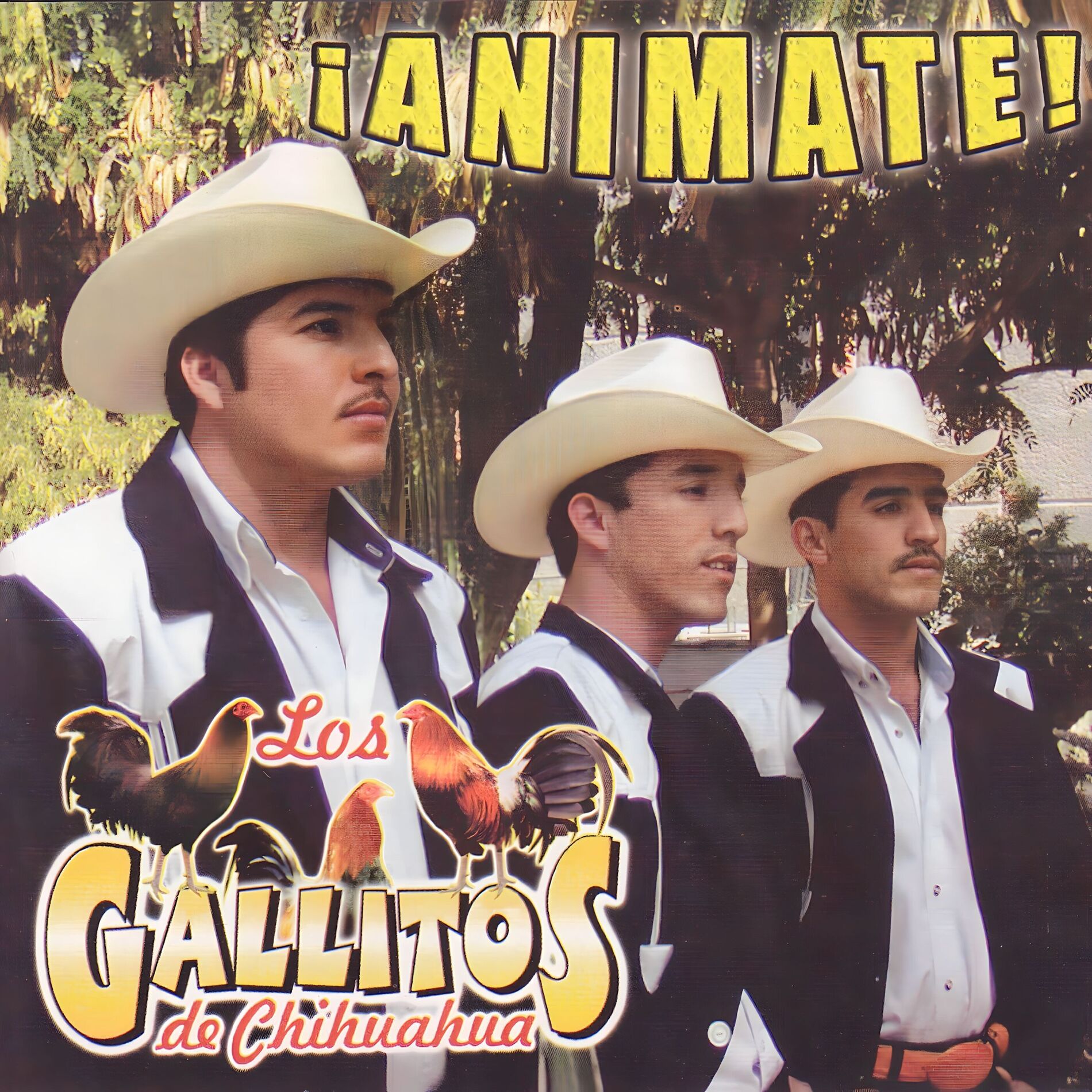 Album cover of Animate