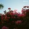 ILYSB (STRIPPED) by LANY album cover