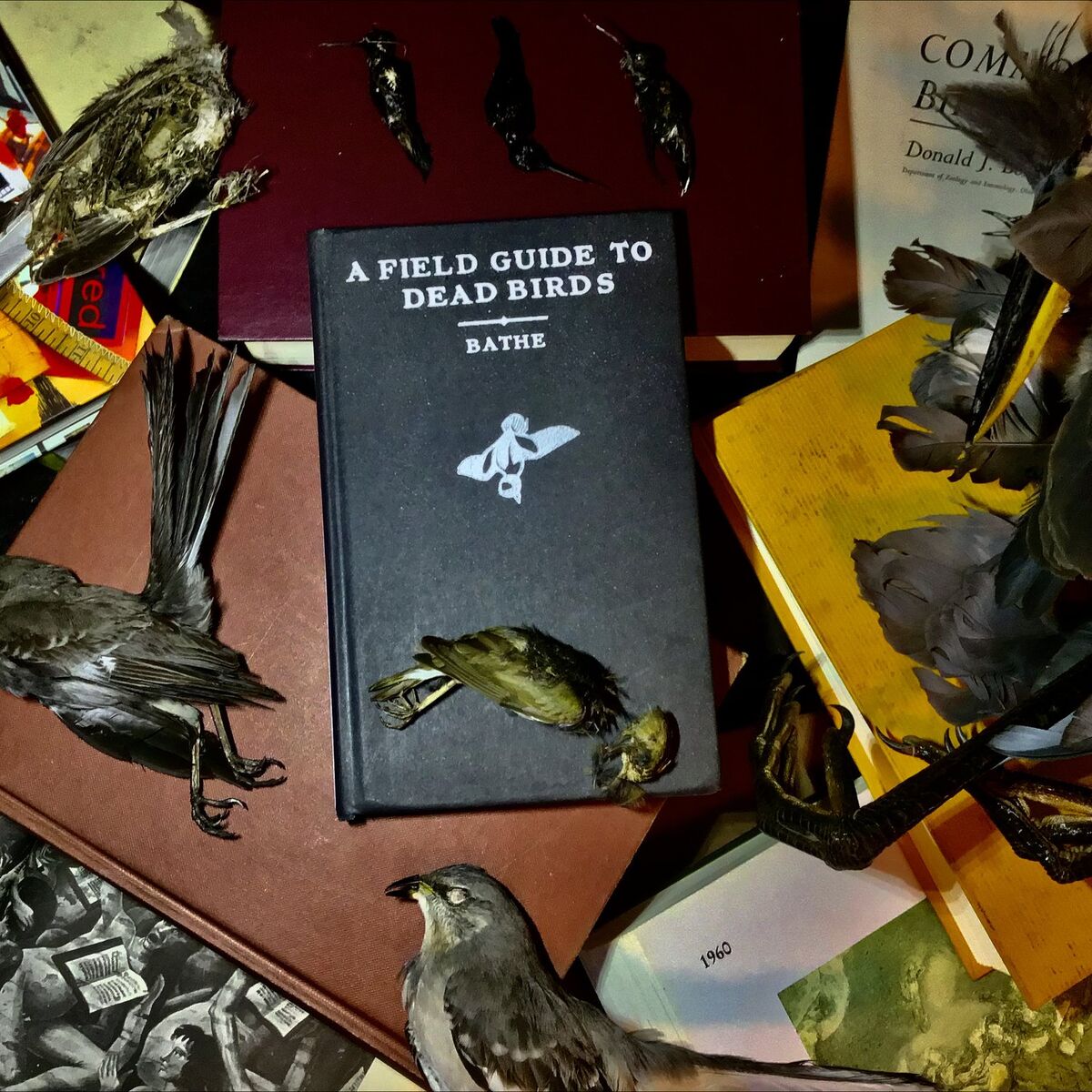 Album cover of A Field Guide to Dead Birds