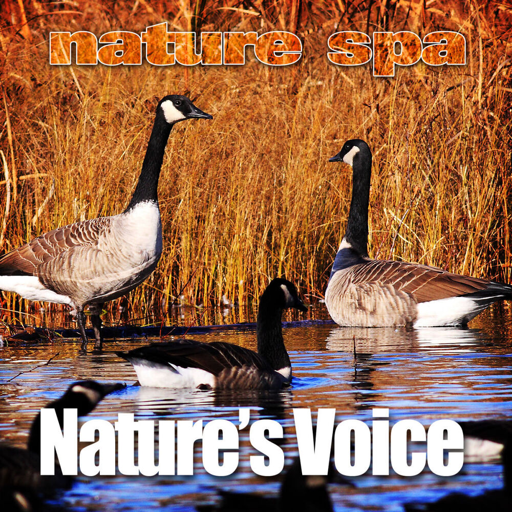 Picture of Nature’s Voice