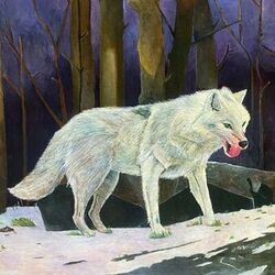 Cover of Wolf