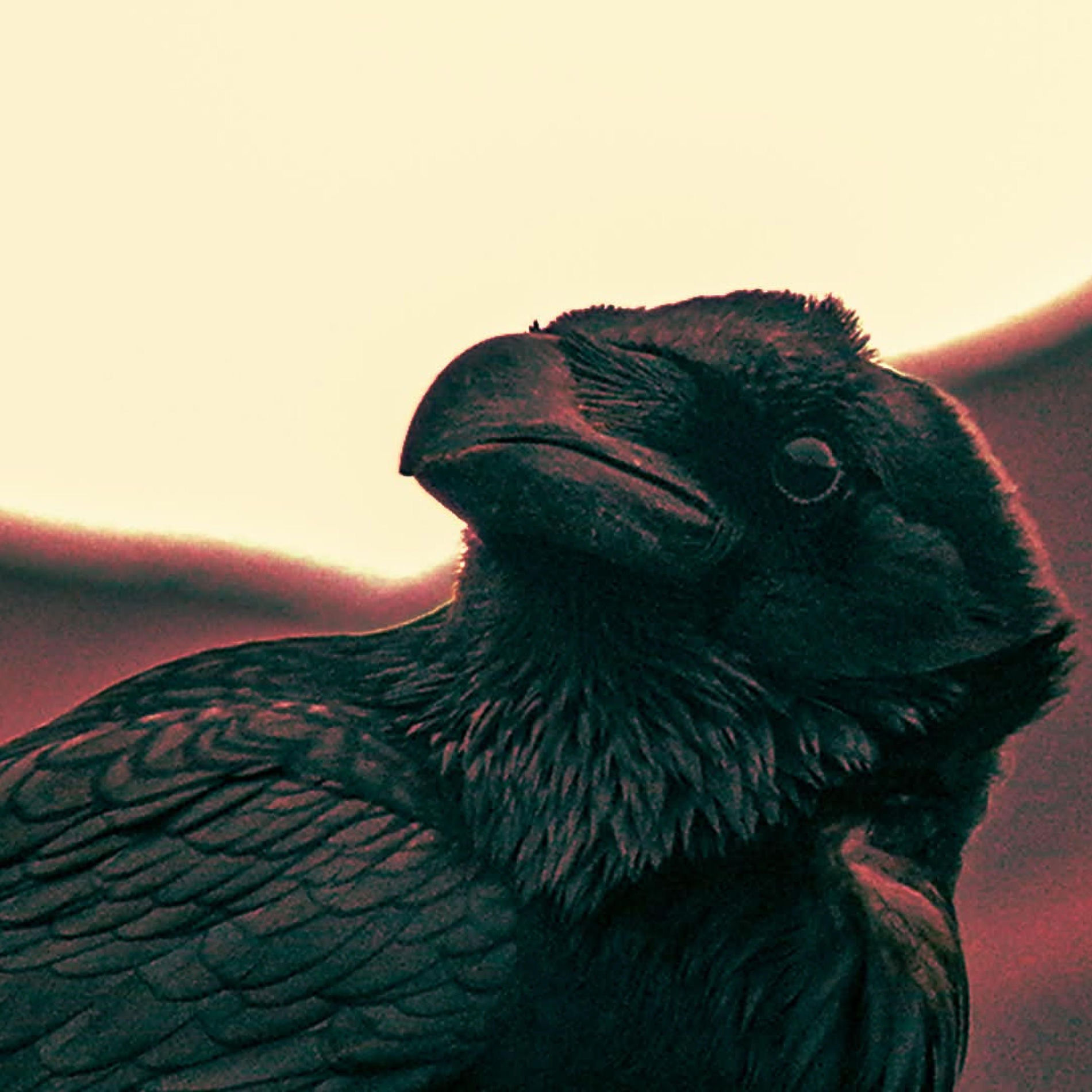 Album cover of F.A.F.O (feat. BLVIKIE)