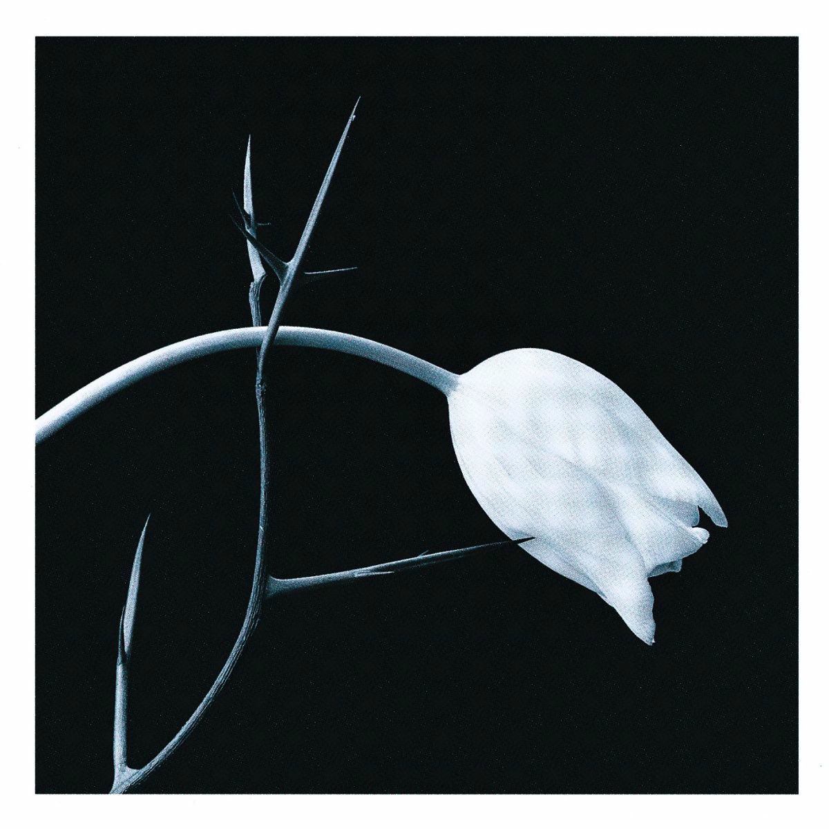 Album cover of El Tango