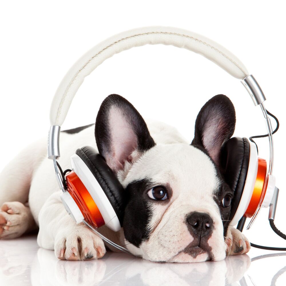Picture of Ambient Music Bonding: Ethereal Dog Serenades