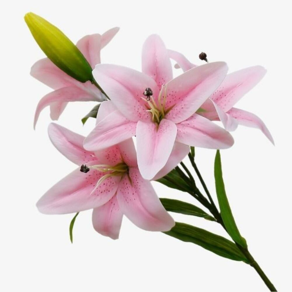 Picture of In My Garden…