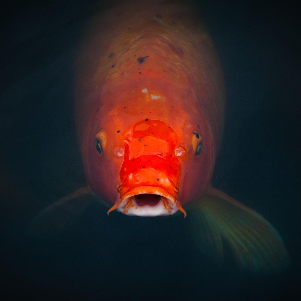 Picture of Koi Money (feat. Crack Ignaz)