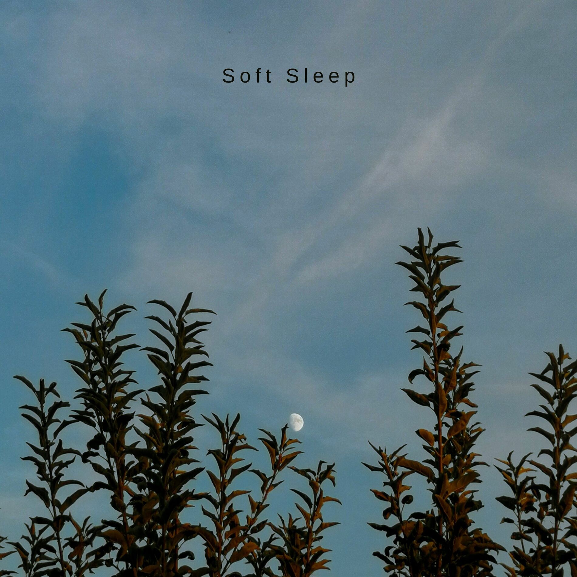 Album cover of Soft Sleep