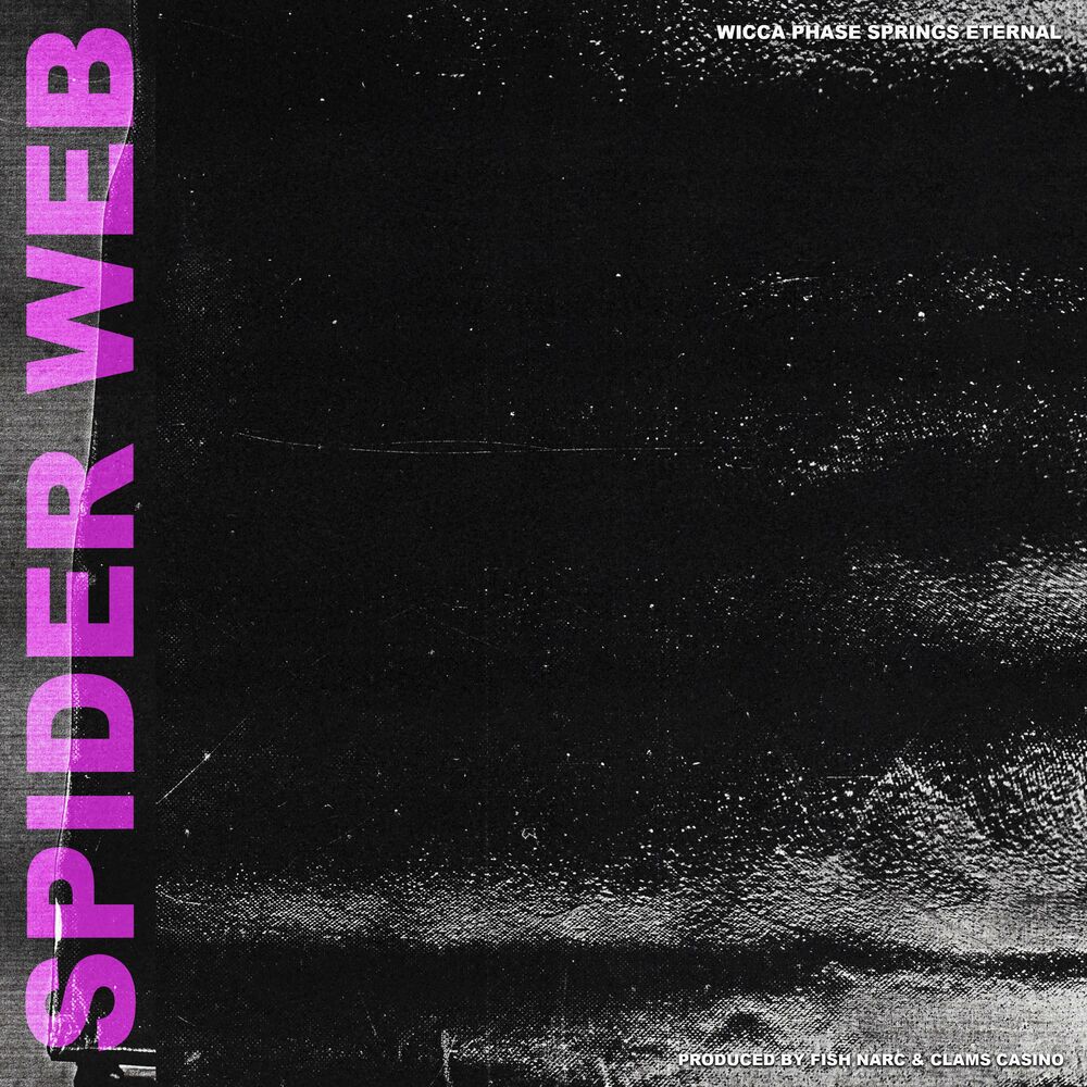 Picture of Spider Web