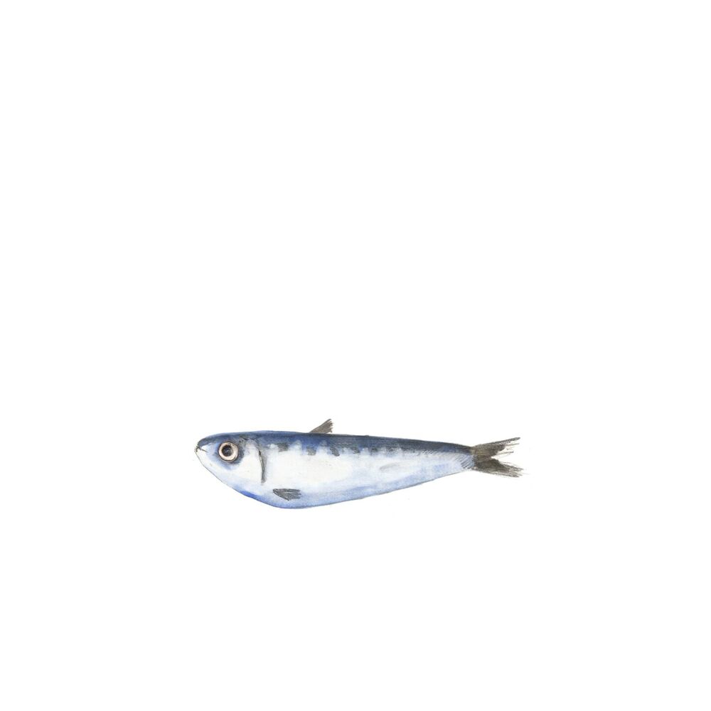Picture of superspreader