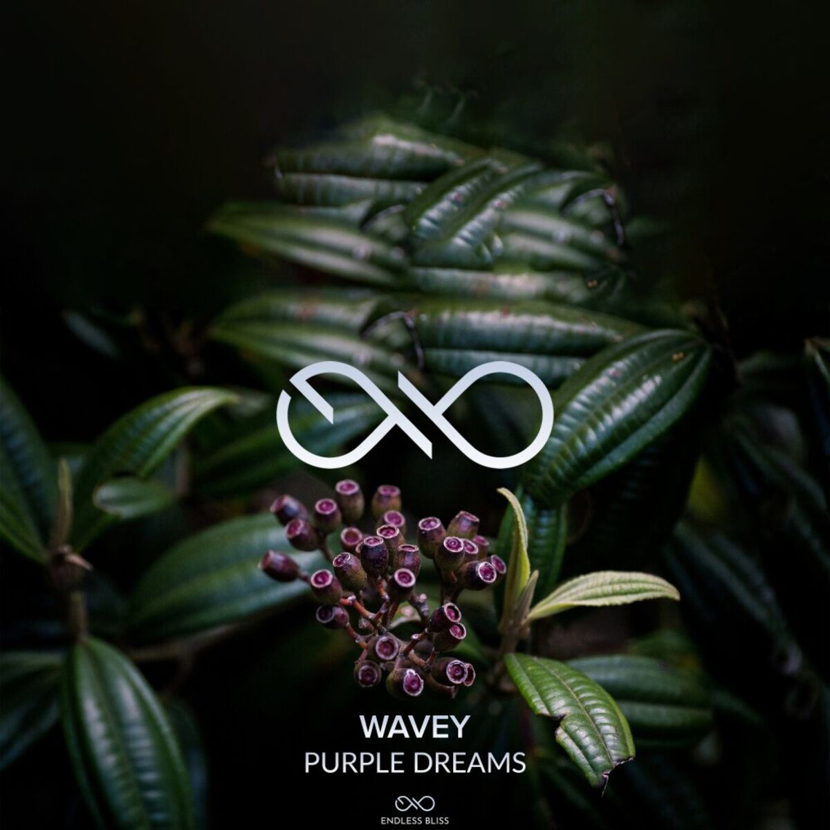 Album cover of Purple Dreams
