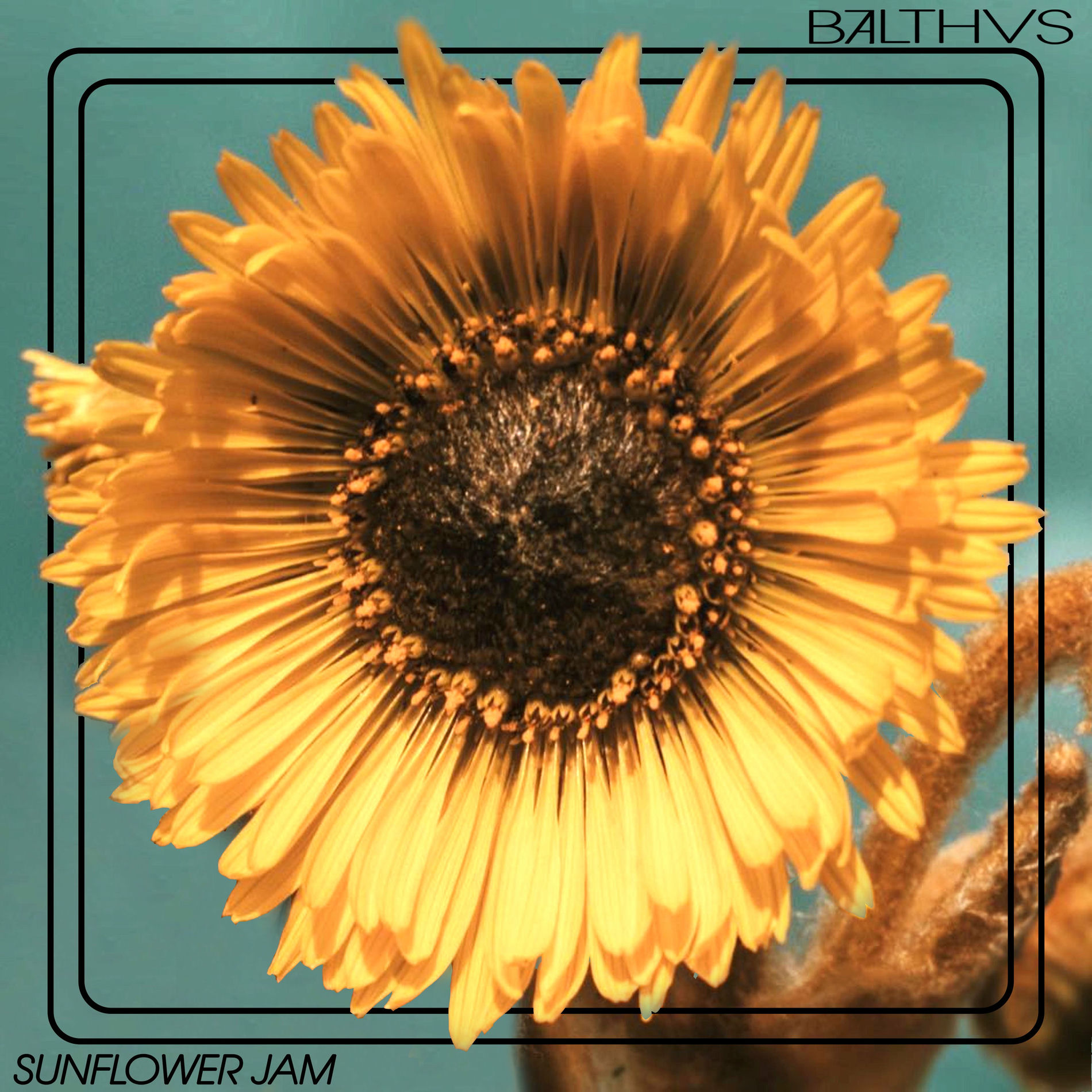 Album cover of Sunflower Jam