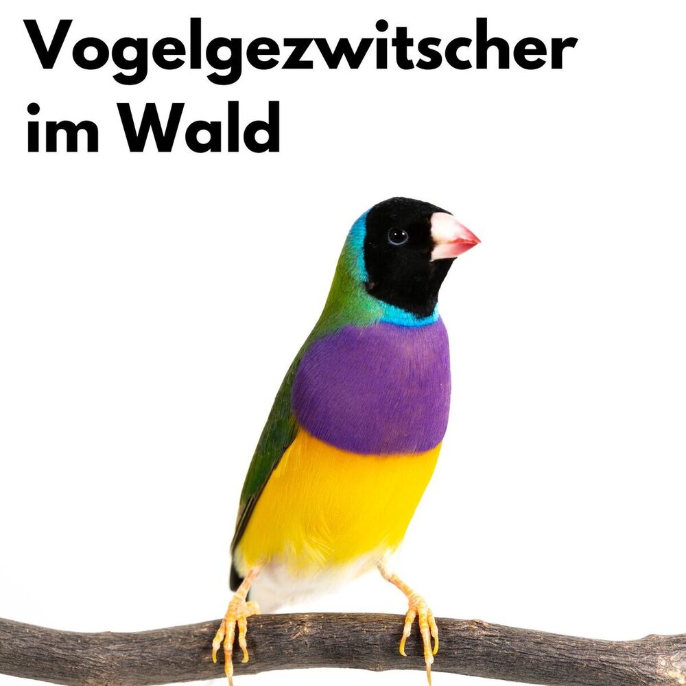 Picture of Vogelgezwitscher im Wald