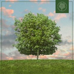 Cover of Photosynthesis