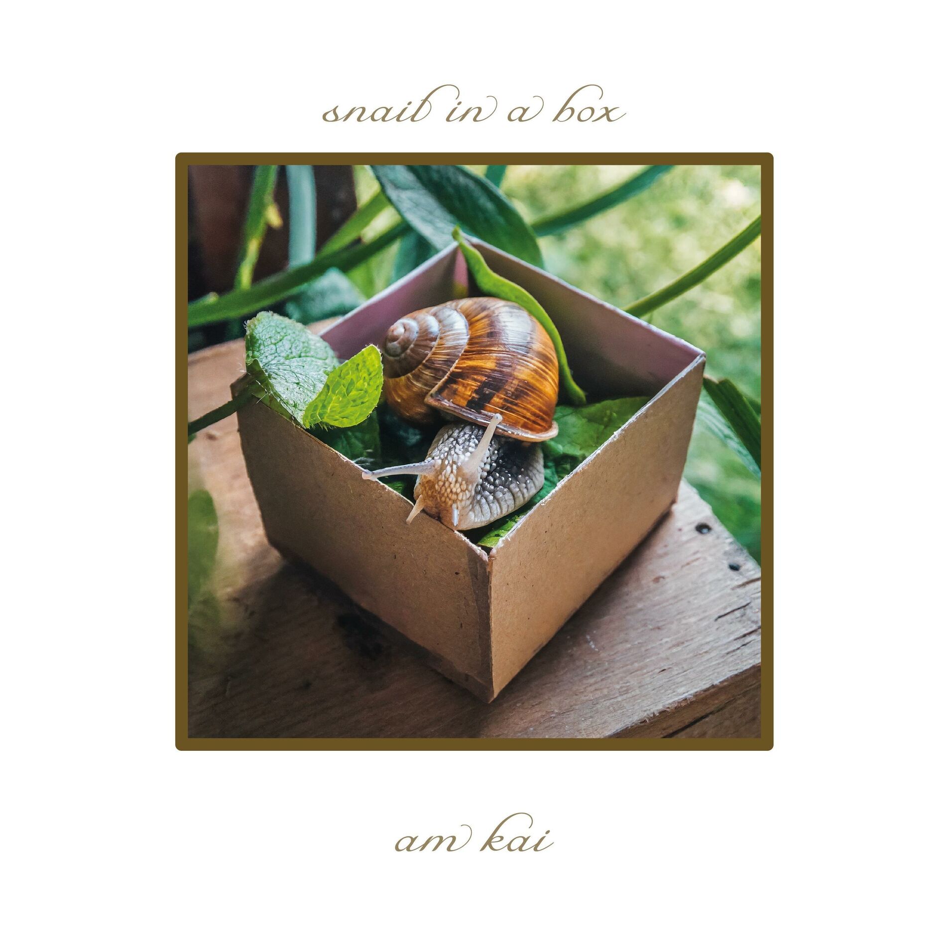 Album cover of snail in a box