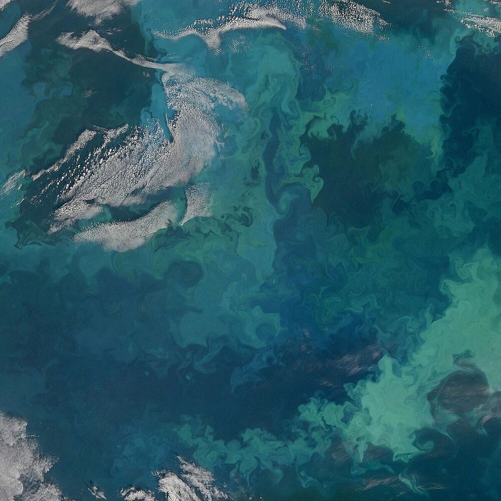 Picture of Seaflowers
