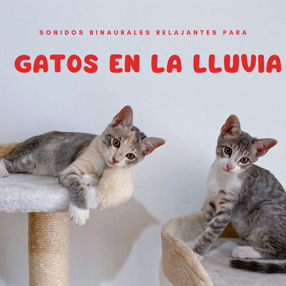 Picture of Sonidos Binaurales Relajantes Para Gatos En La Lluvia