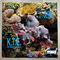 House Of Calypso (Soft House Version) by Key Tronics Ensemble album cover
