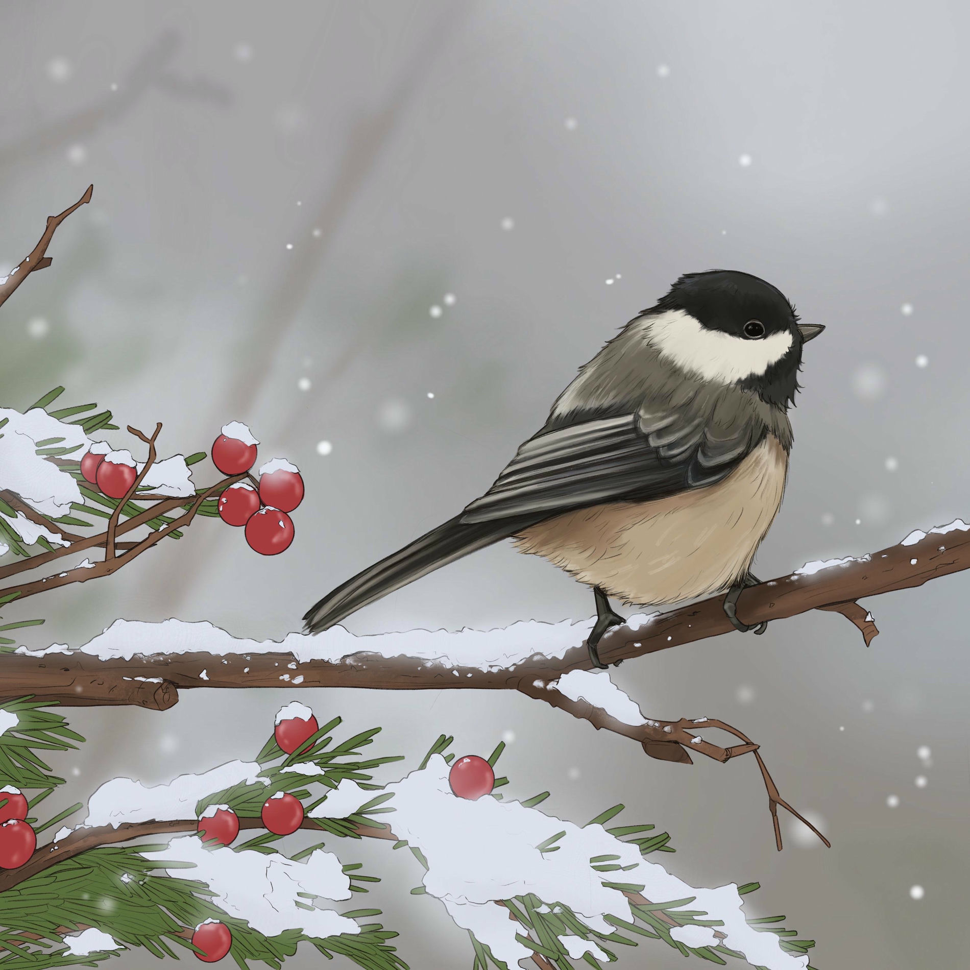 Album cover of Black-capped Chickadee