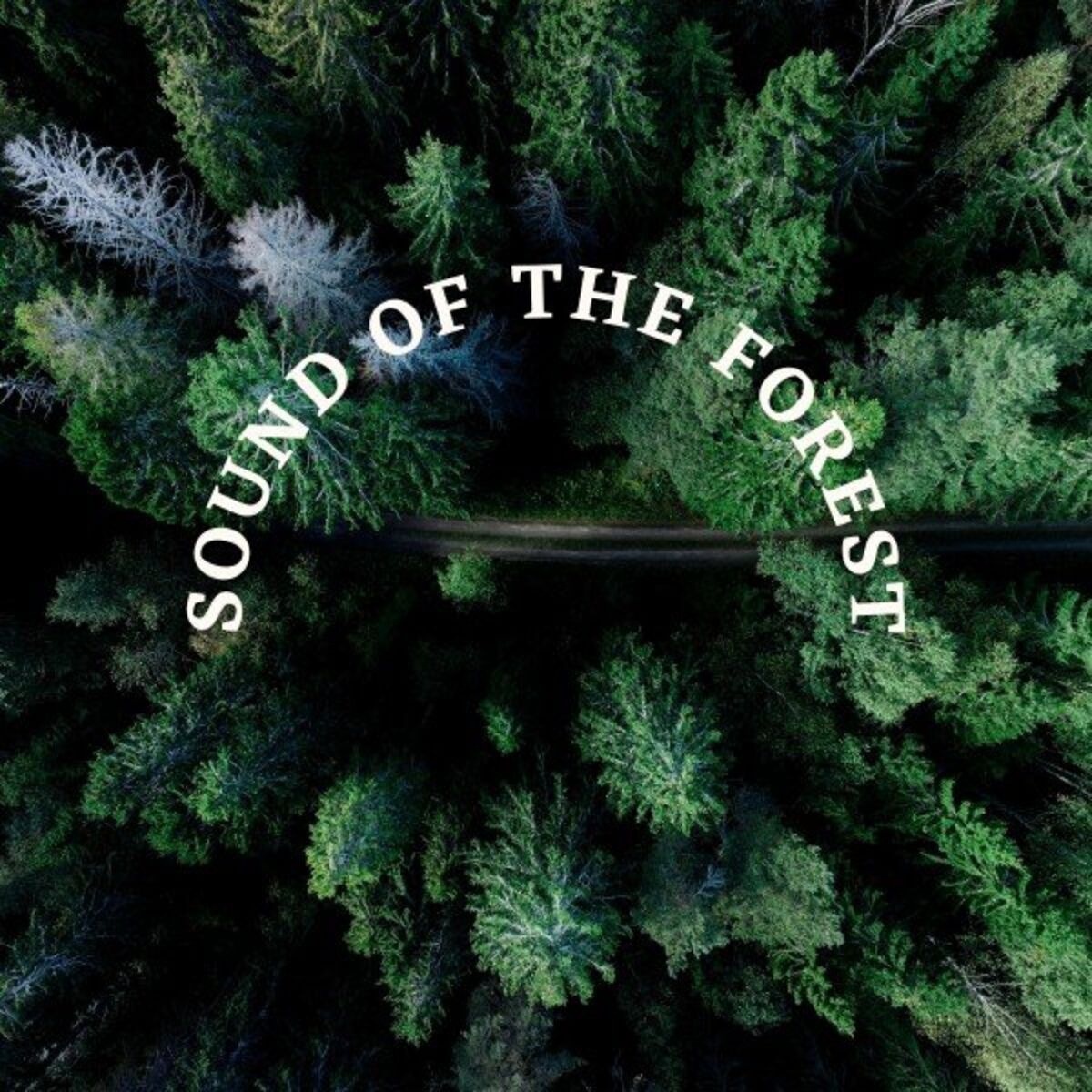 Album cover of Sound of the Forest (Meditation and Relaxing)