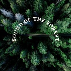 Cover of Sound of the Forest (Meditation and Relaxing)