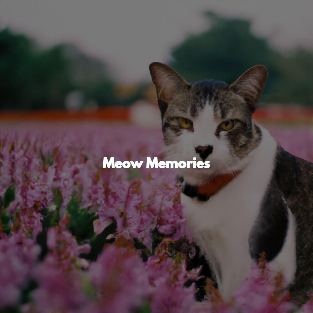 Picture of Meow Memories