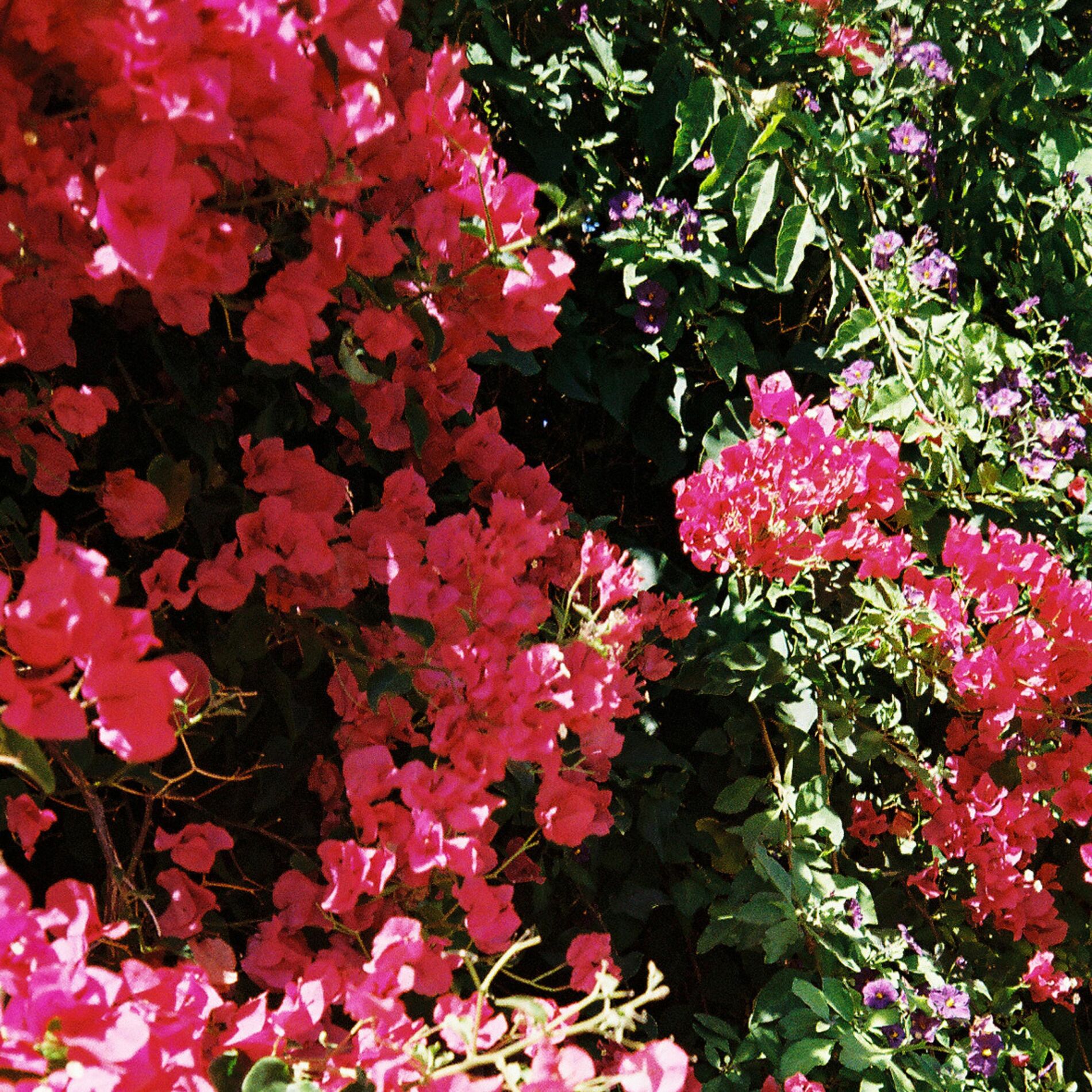 Album cover of The Downs