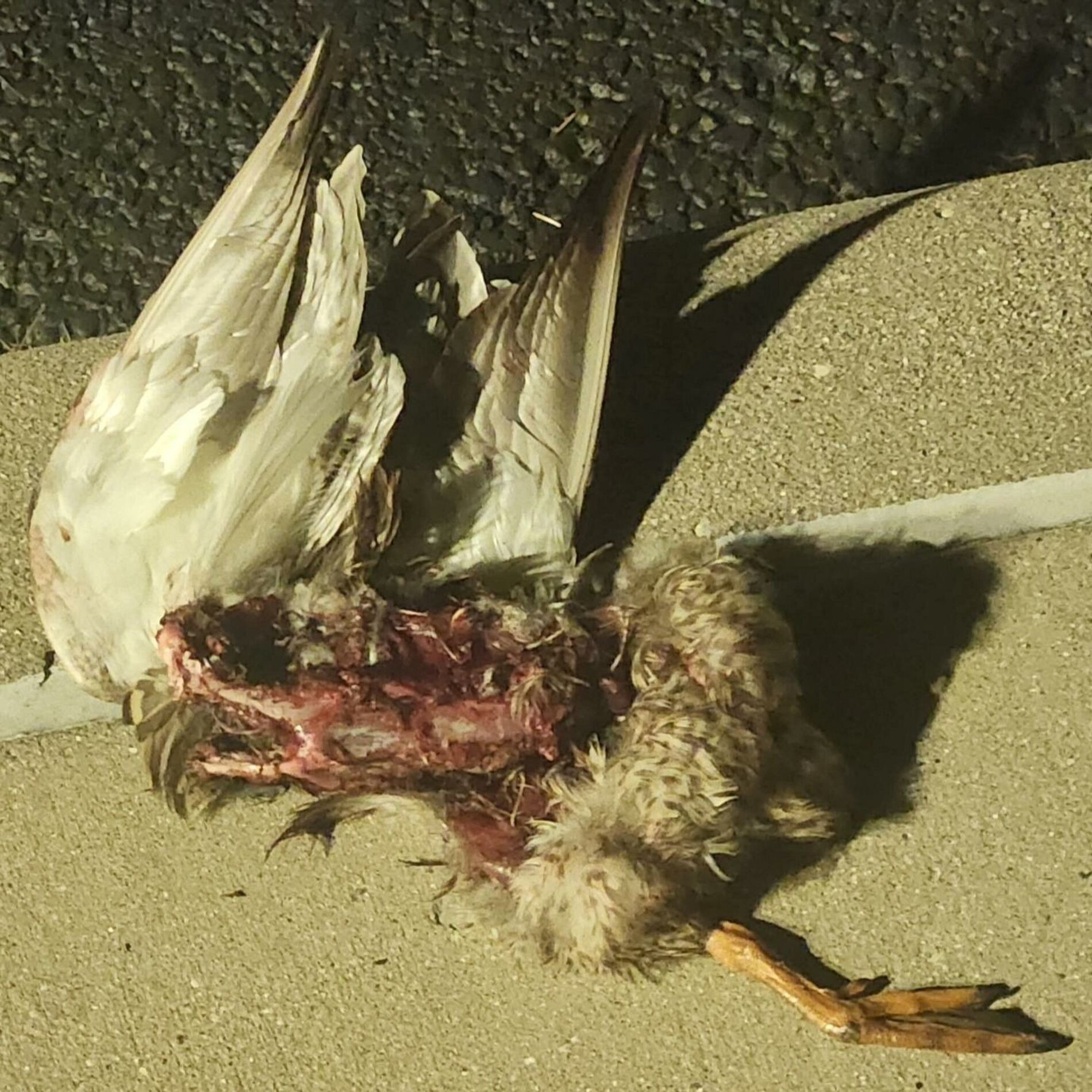 Album cover of I Think I Should Kill Myself
