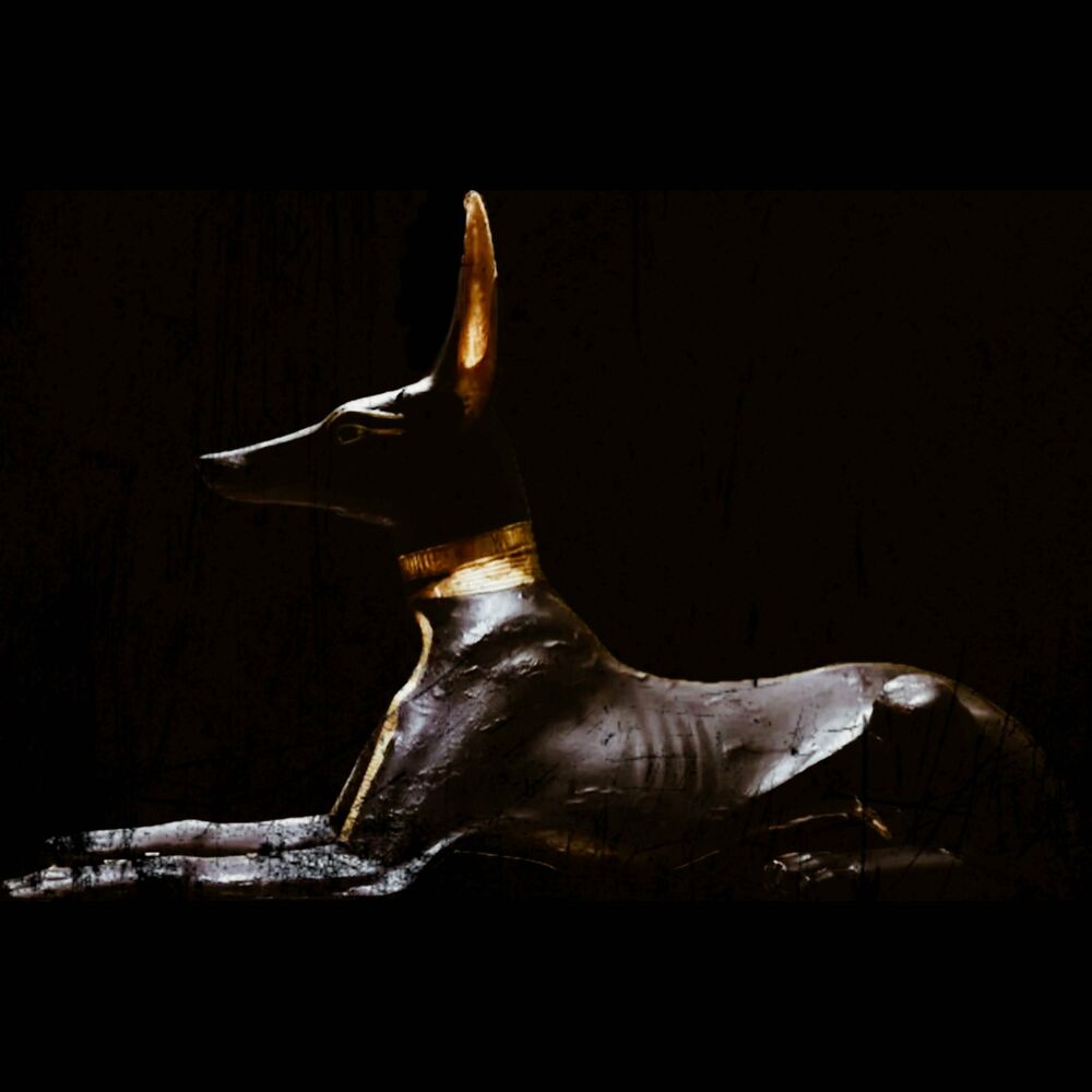 Picture of Stray Dog