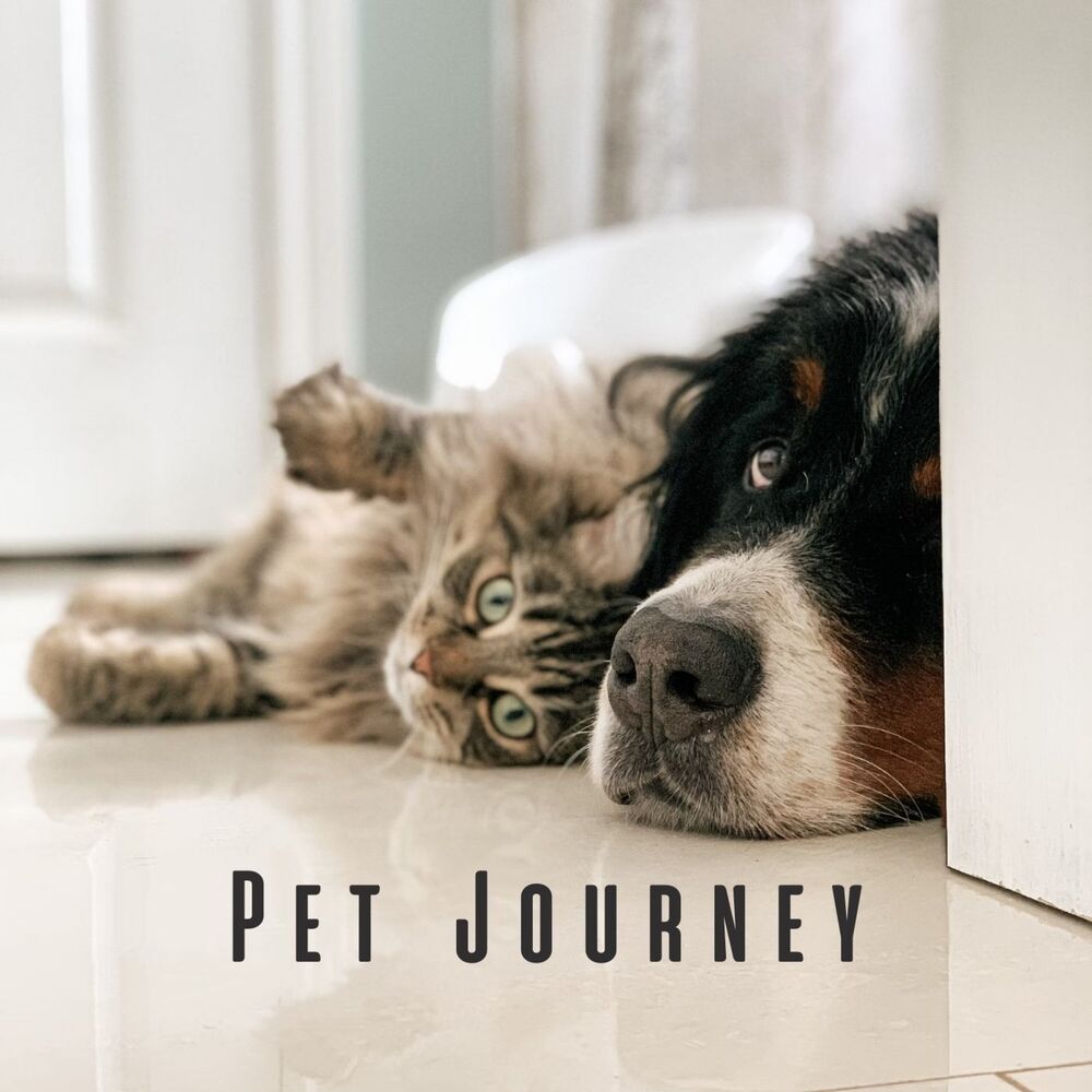 Picture of Pet Journey: Lofi Vibes and Ambient Sounds for Restful Pet Hours