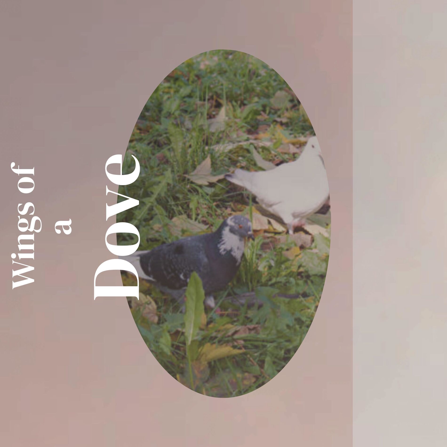 Album cover of Wings of a Dove