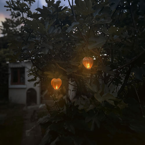 garden of memories