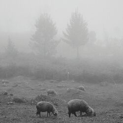 Cover of Ánima
