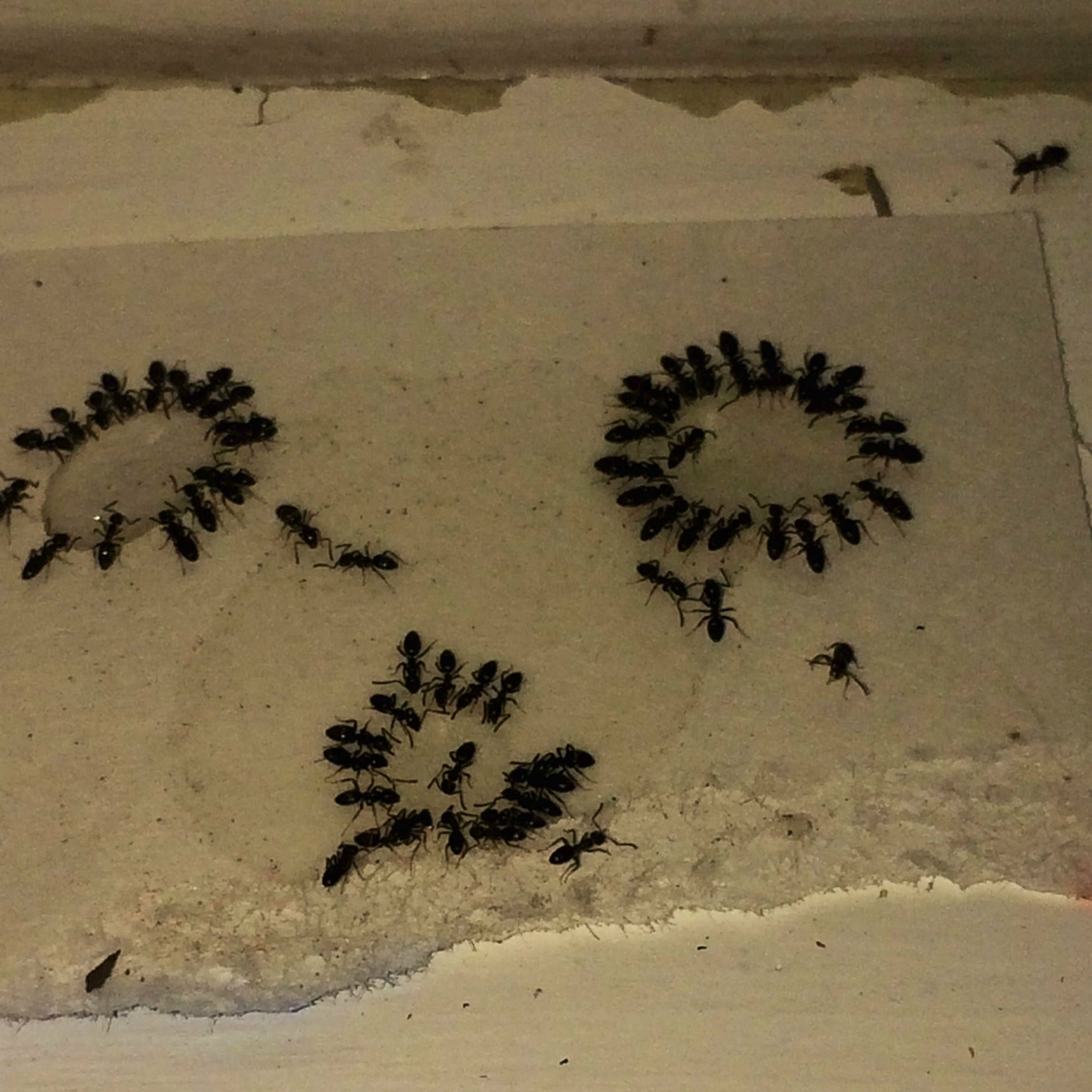 Album cover of Smiles Are Weak