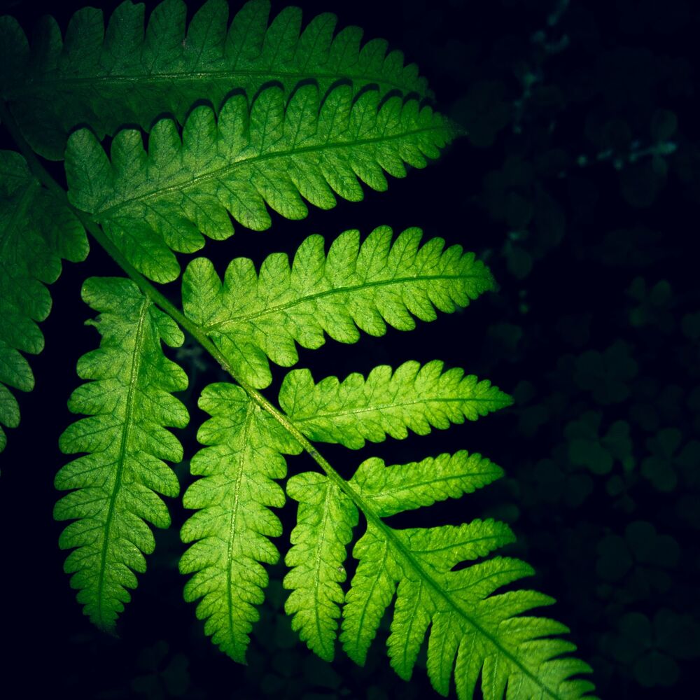 Picture of Relaxing Chillout Music
