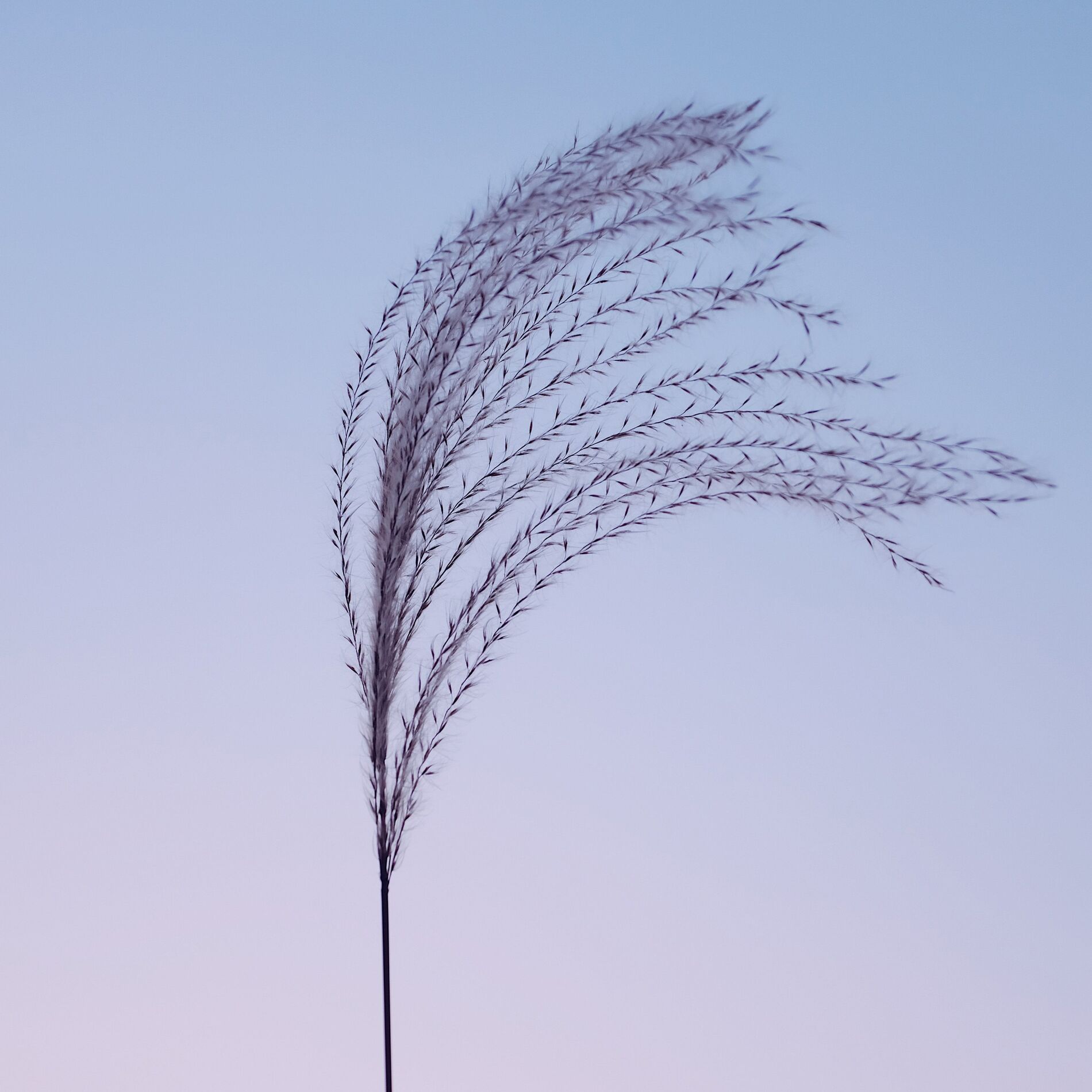 Album cover of Windshift
