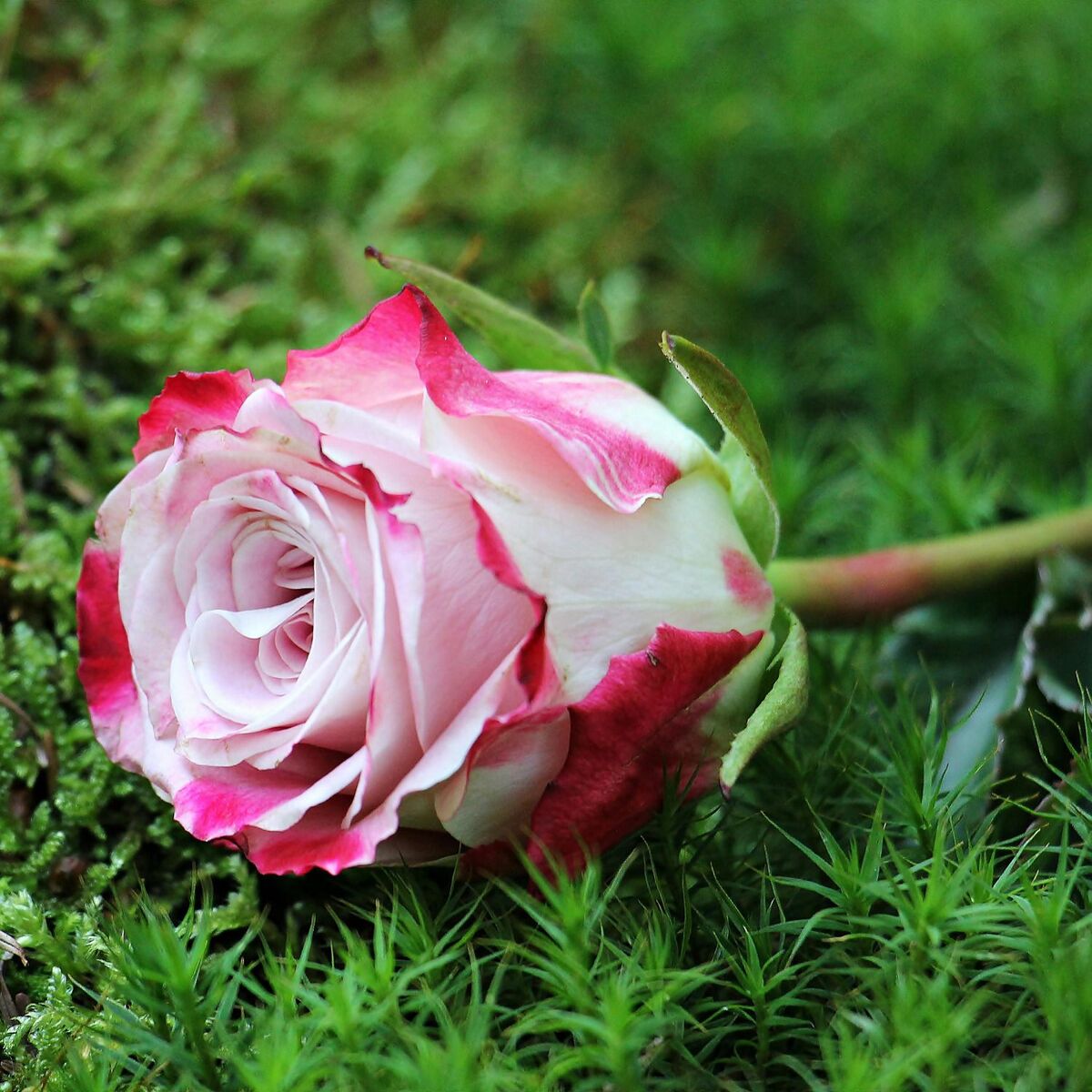 Album cover of Flower