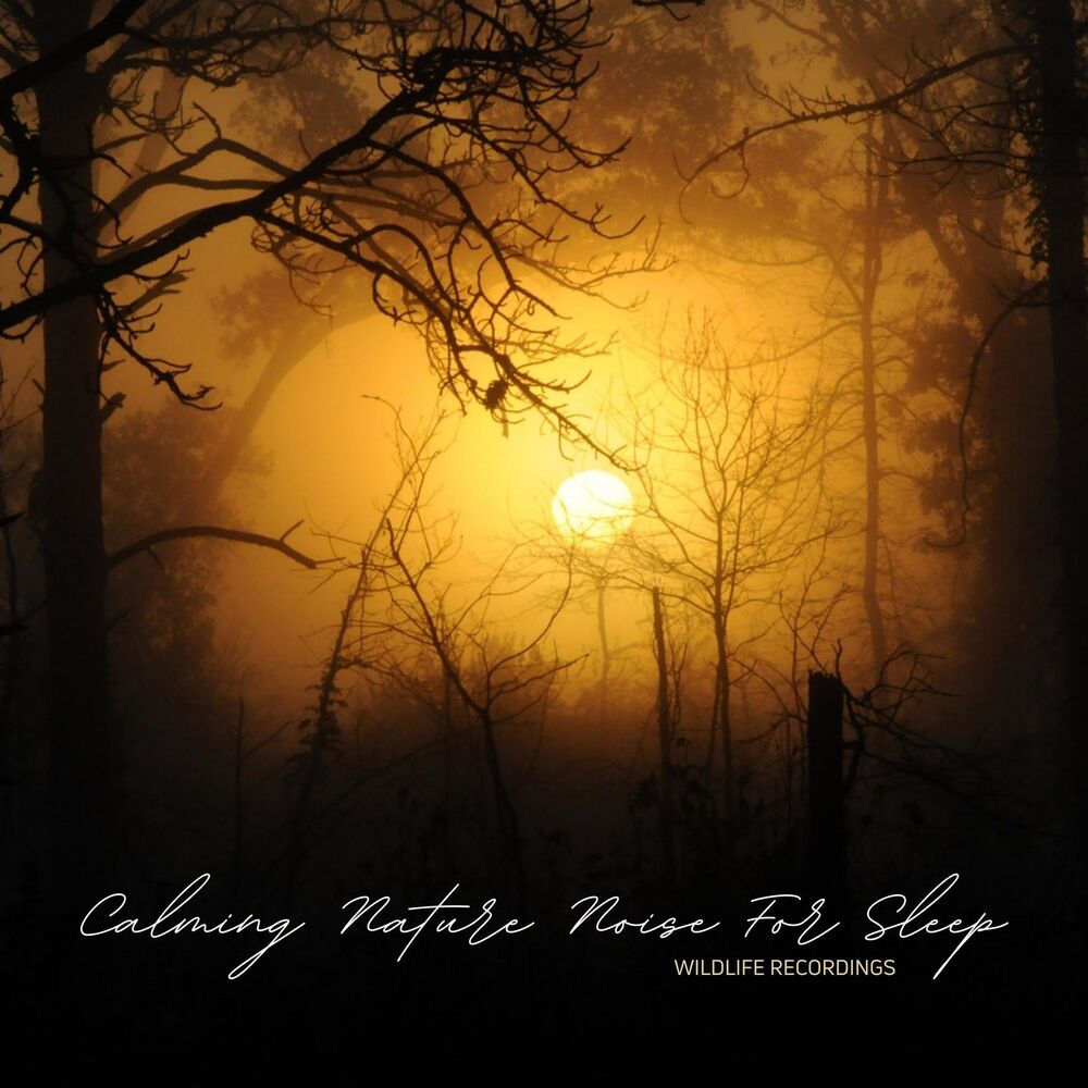 Picture of Calming Nature Noise For Sleep