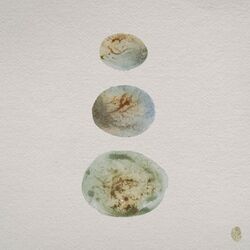 Cover of Wild Swim (Regrown)