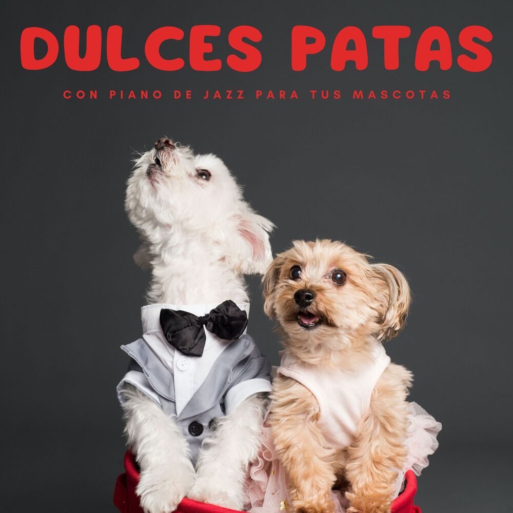 Picture of Dulces Patas Con Piano De Jazz Para Tus Mascotas