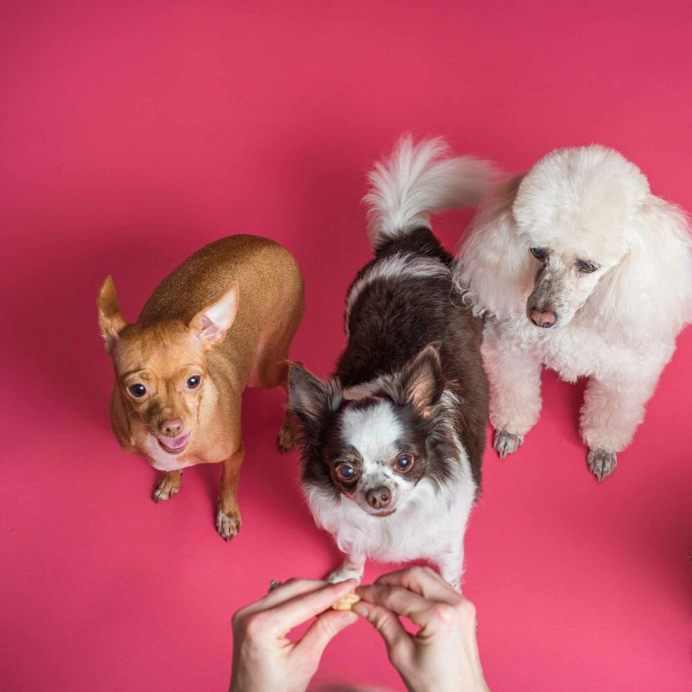 Picture of Music for Weekends with Pups - Relaxing Alto Sax