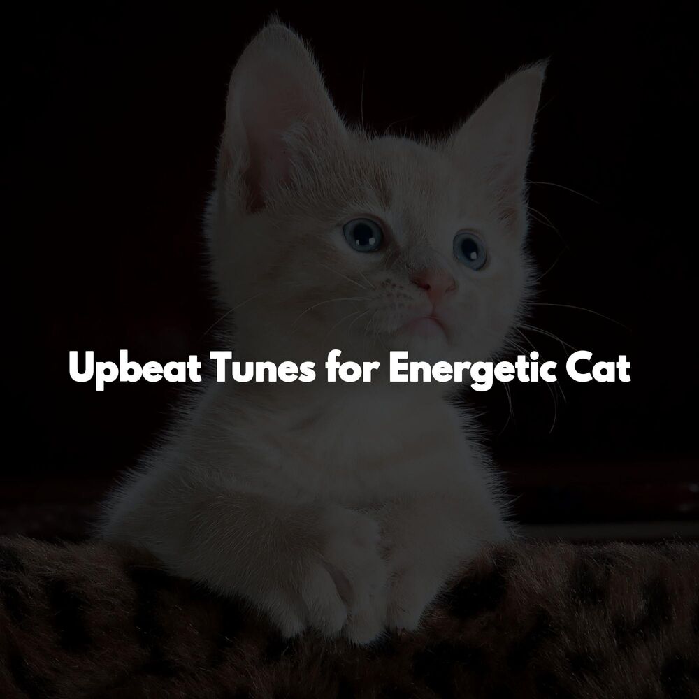 Picture of Upbeat Tunes for Energetic Cat