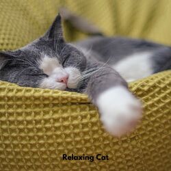 Cover of Relaxing Cat