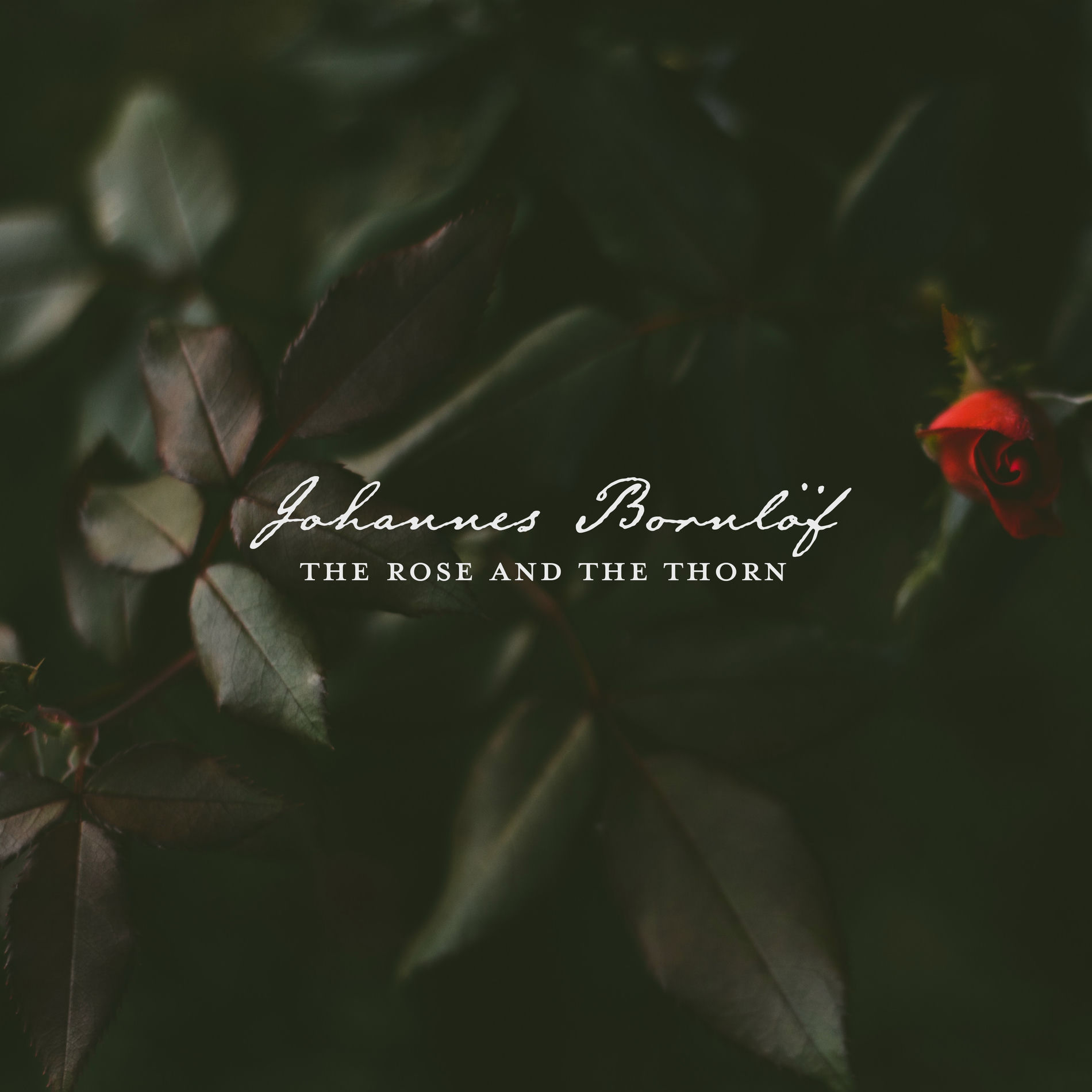 Album cover of The Rose And The Thorn