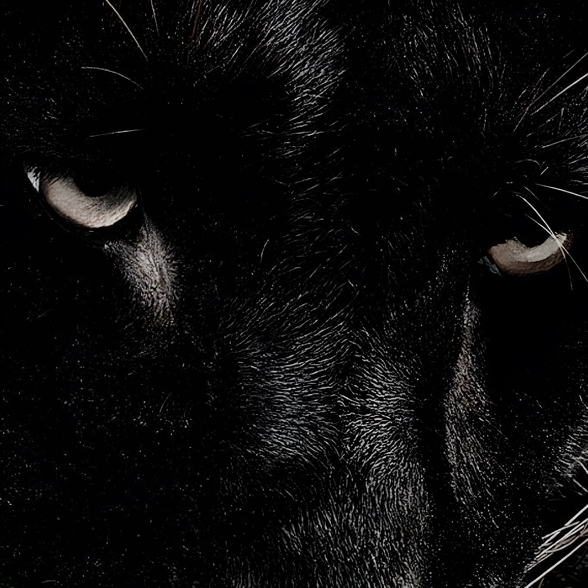 Album cover of Bagheera
