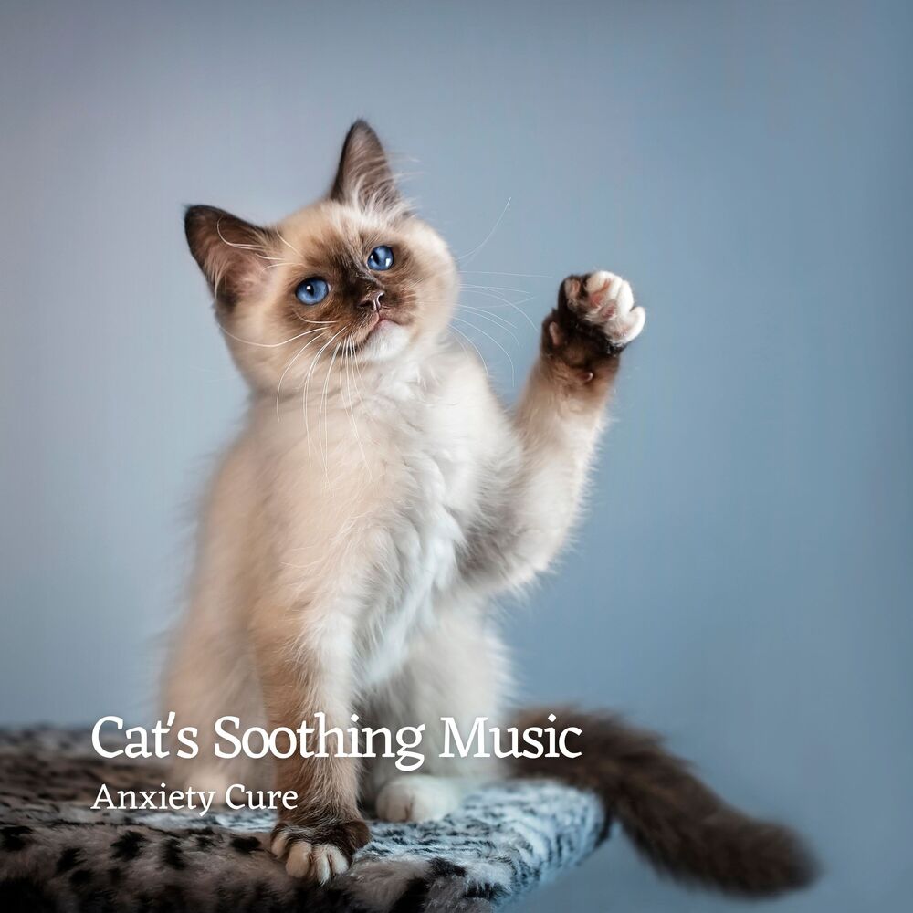 Picture of Cats' Soothing Music: Anxiety Cure